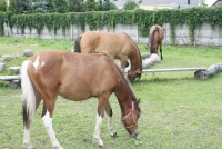 Konie pasą się na zielonej trawie.