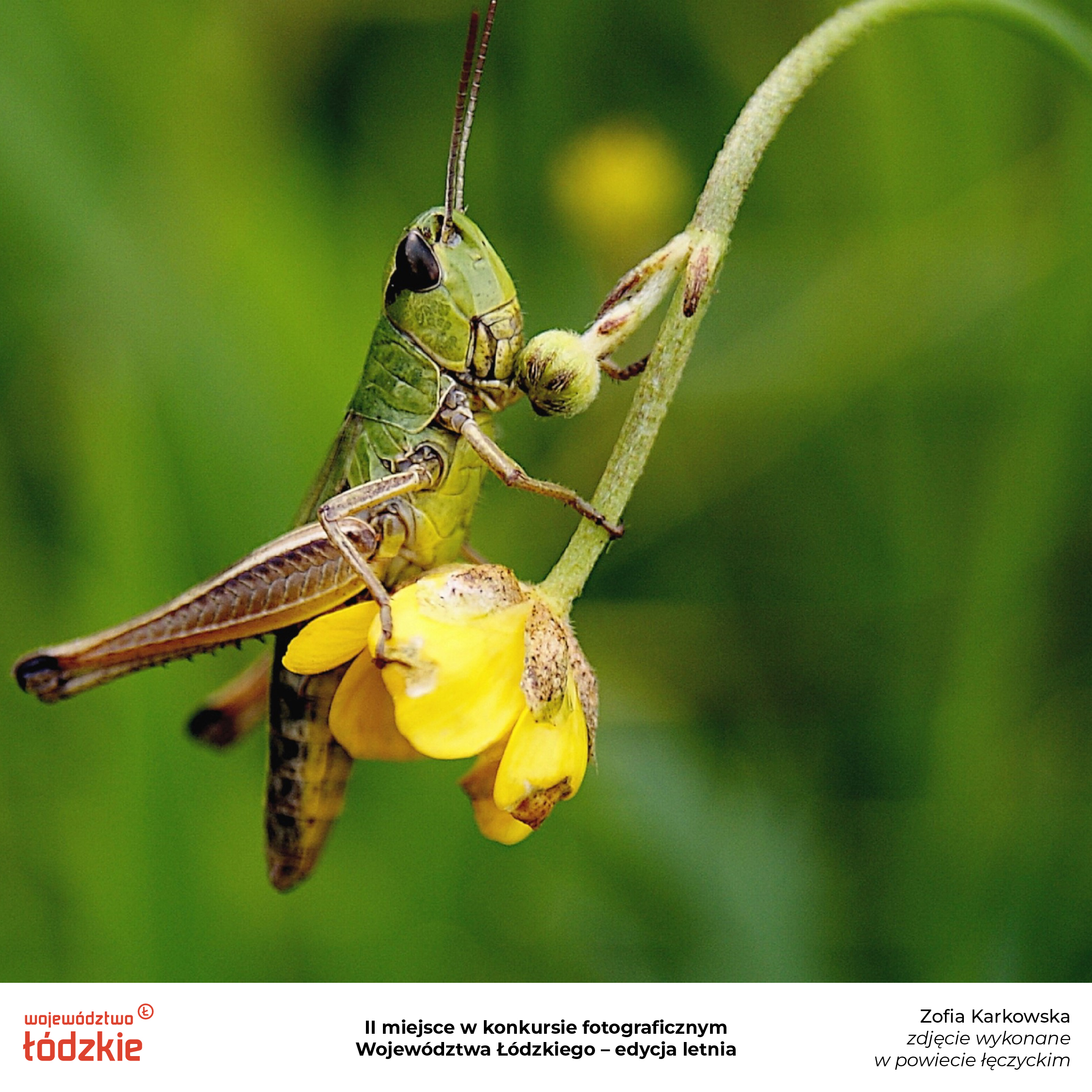 Konkurs Fotograficzny Latoai Karkowska