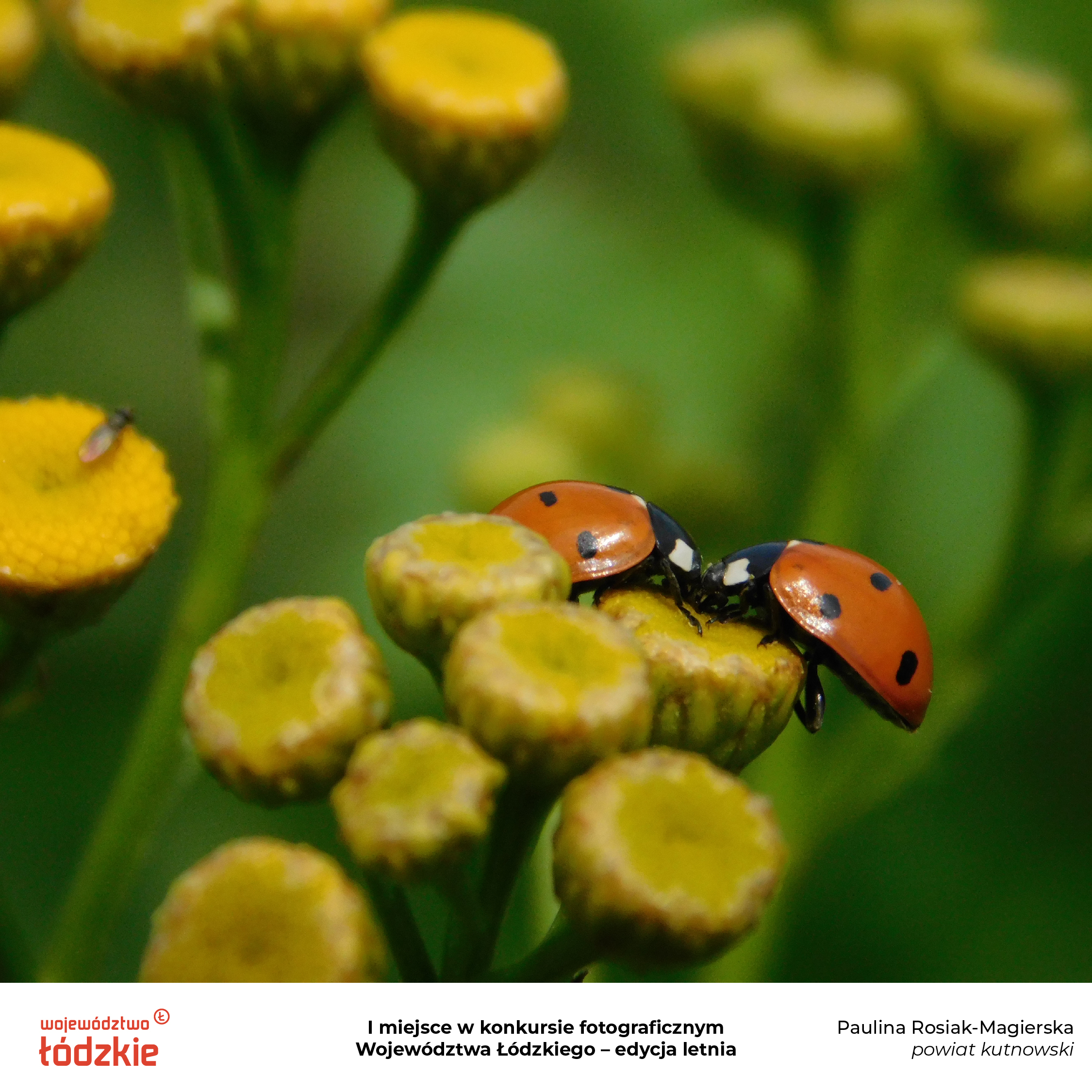 Konkurs Fotograficzny Latoai Rosiak Magierska