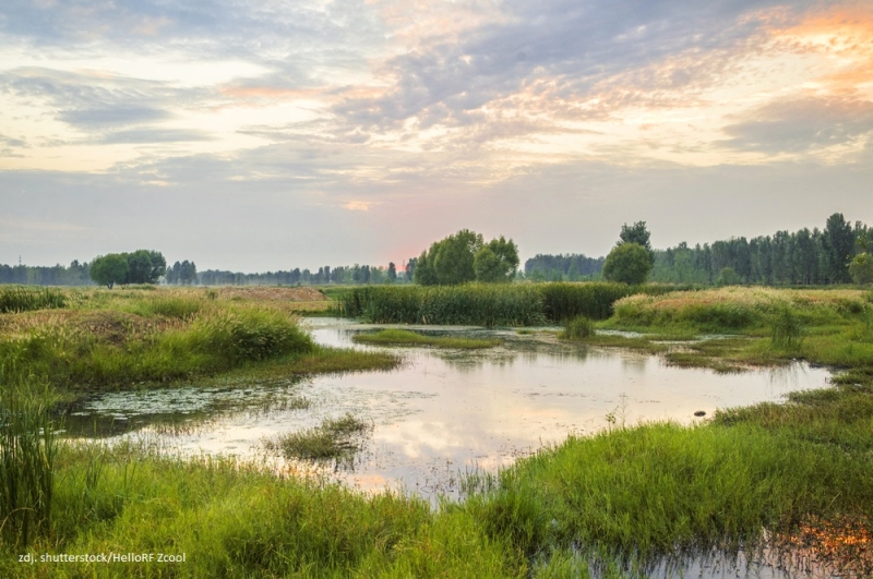 28 styczeń - 2 luty – Światowy Tydzień Mokradeł