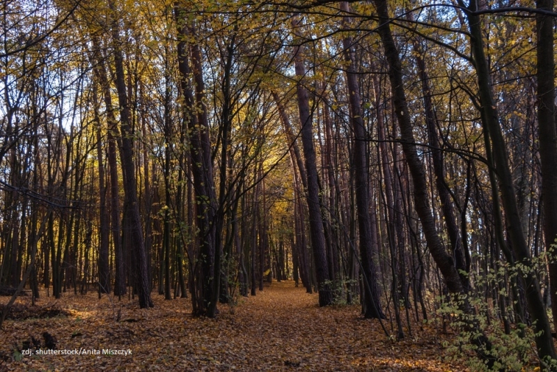 23 września – Pierwszy Dzień Jesieni